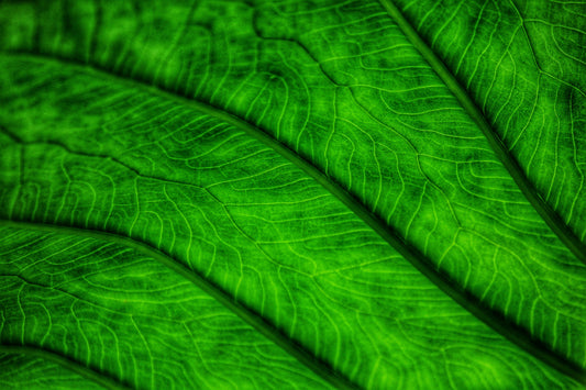 Ierse wake – betekenis van dit rouwritueel vol verhalen en muziek