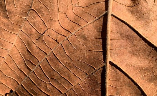 Día de los Muertos – betekenis van het Mexicaanse feest van de doden